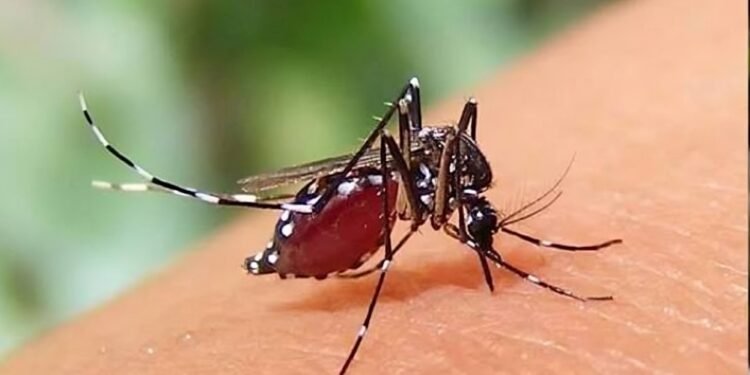 এডিস মশা
