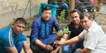 শো য়িং থাই চেরি ফুলের চারা রোপণ