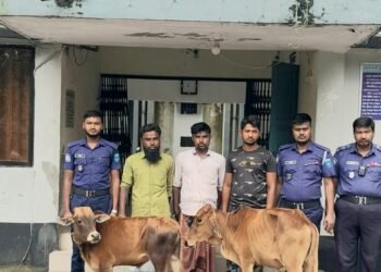 ভূরুঙ্গামারীতে ভারতীয় গরু জব্দ, তিন চোরাকারবারির বিরুদ্ধে মামলা