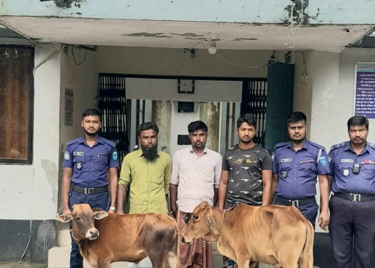 ভূরুঙ্গামারীতে ভারতীয় গরু জব্দ, তিন চোরাকারবারির বিরুদ্ধে মামলা