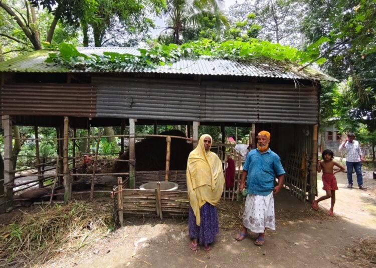 শাহজাদপুরে কৃষকের ৪ টি গরু চুরির অভিযোগ