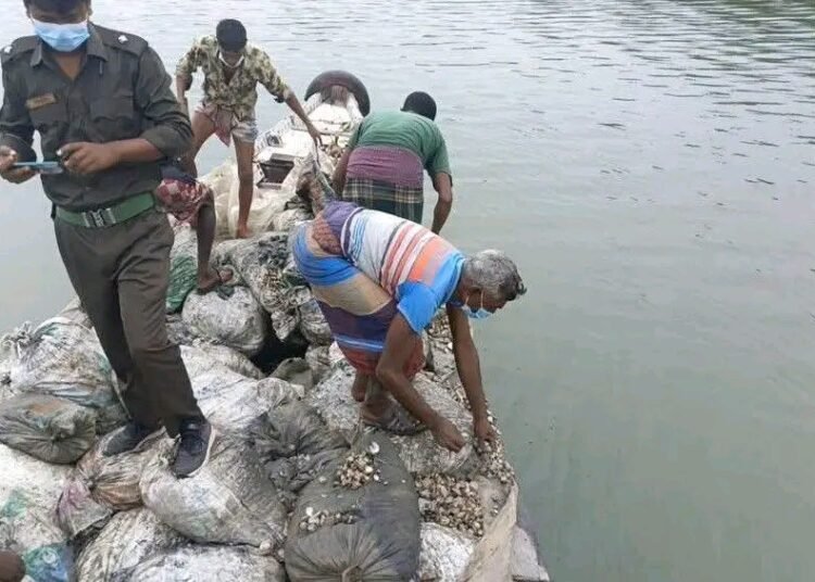 বনবিভাগের অভিযানে উদ্ধারকৃত ৭৭ বস্তা ঝিনুক মালঞ্চ নদীতে অবমুক্ত