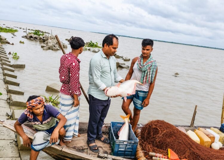ভরা মৌসুমেও ইলিশের আকাল, জেলেদের জালে স্বস্তির বড় পাঙাশ