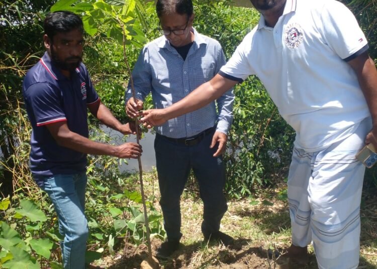 শান্তিগঞ্জের পাগলা-বীরগাঁও সড়কে ৪০০ গাছের চারা রোপণ