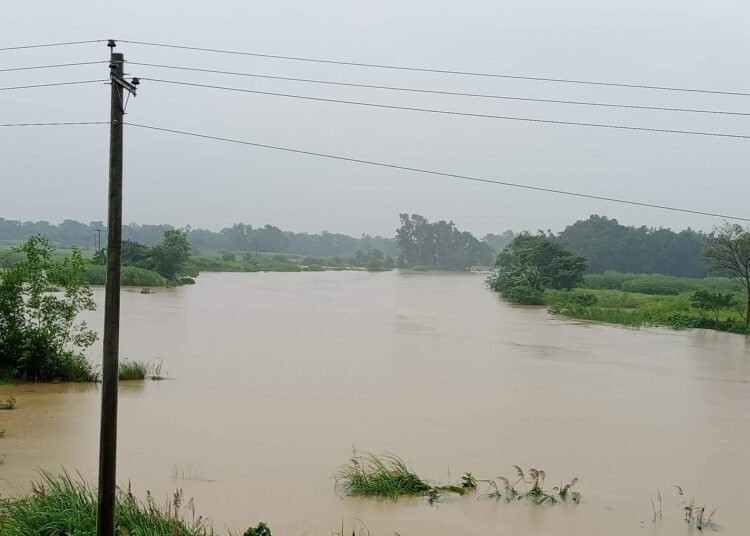 বাঁধ ভাঙার আতঙ্কে দিন কাটছে ব্রাহ্মণপাড়া চরের কৃষকদের