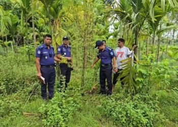 কুড়িগ্রামে সুপারির বাগানে গাঁজা চাষ
