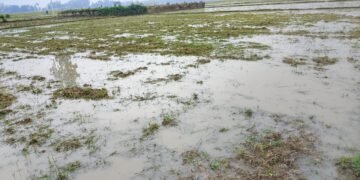 বিধবার জমিতে গভীর রাতে হালচাষের অভিযোগ, দখলচেষ্টার অভিযোগে উত্তেজনা নওগাঁয়