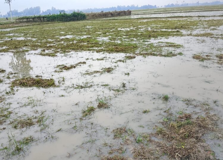 বিধবার জমিতে গভীর রাতে হালচাষের অভিযোগ, দখলচেষ্টার অভিযোগে উত্তেজনা নওগাঁয়