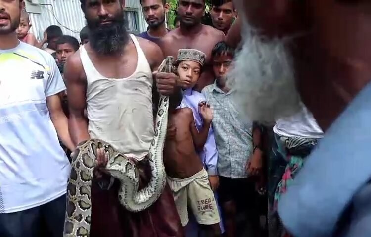 কুড়িগ্রামে অজগর সাপ উদ্ধার, এলাকাজুড়ে চাঞ্চল্য