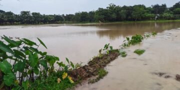 ধলাই ভাঙনে কমলগঞ্জে ১৫ গ্রাম প্লাবিত