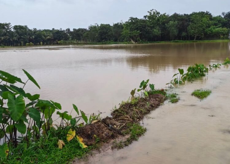 ধলাই ভাঙনে কমলগঞ্জে ১৫ গ্রাম প্লাবিত