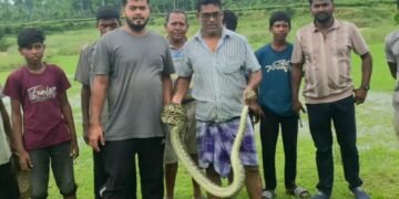 শ্রীমঙ্গলের চা বাগান থেকে অজগর উদ্ধার, বন বিভাগের কাছে হস্তান্তর