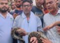 Wildlife Seba Foundation rescues a python in Sreemangal's Hugulia.