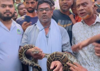 Wildlife Seba Foundation rescues a python in Sreemangal's Hugulia.