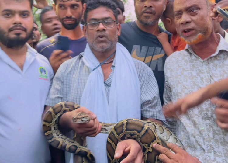 Wildlife Seba Foundation rescues a python in Sreemangal's Hugulia.