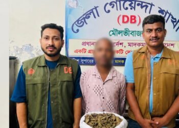 মৌলভীবাজারে ডিবির অভিযানে গাঁজাসহ মাদক কারবারি গ্রেফতার