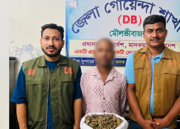 মৌলভীবাজারে ডিবির অভিযানে গাঁজাসহ মাদক কারবারি গ্রেফতার