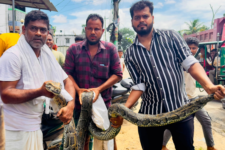 শ্রীমঙ্গলে ১৮ ফুট লম্বা অজগর উদ্ধার