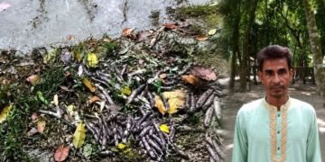 নেত্রকোনায় ফিসারির সব মাছ মরে প্রায় ৫০ লাখ টাকার ক্ষতি