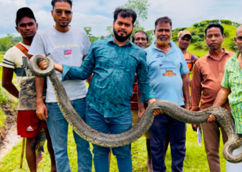শ্রীমঙ্গলে ১৬ ফুট দীর্ঘ অজগর উদ্ধার