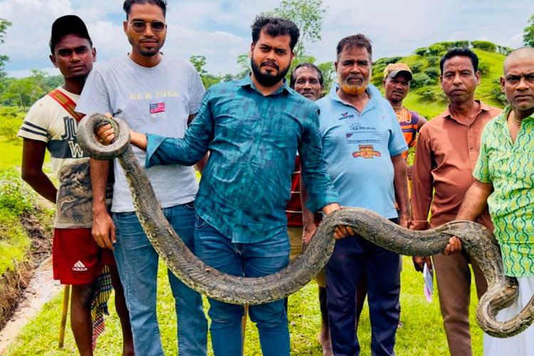 শ্রীমঙ্গলে ১৬ ফুট দীর্ঘ অজগর উদ্ধার