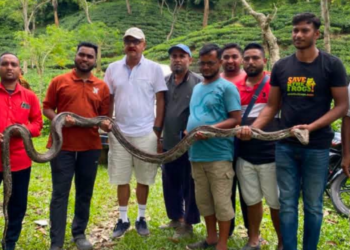 লাউয়াছড়ায় চিকিৎসাধীন ১৭ ফুটের অজগর