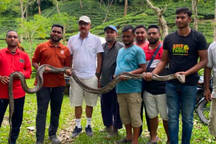 লাউয়াছড়ায় চিকিৎসাধীন ১৭ ফুটের অজগর