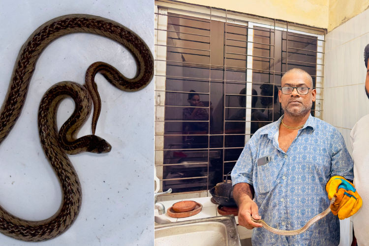 শ্রীমঙ্গলে বিরল সাপ উদ্ধার,বন বিভাগের কাছে হস্তান্তর