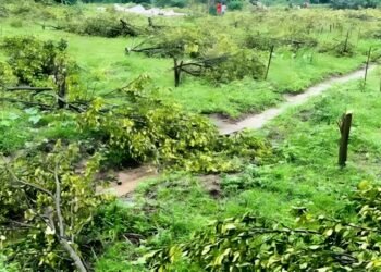 কমলগঞ্জে উচ্ছেদের নামে ১২০০ কমলা গাছ নিধনের অভিযোগ