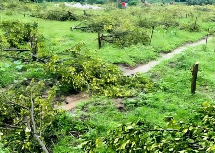 কমলগঞ্জে উচ্ছেদের নামে ১২০০ কমলা গাছ নিধনের অভিযোগ