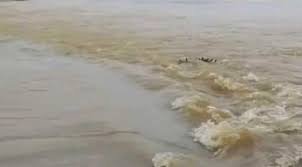 কমলগঞ্জে ধলাই নদীতে কৃষক নিখোঁজ