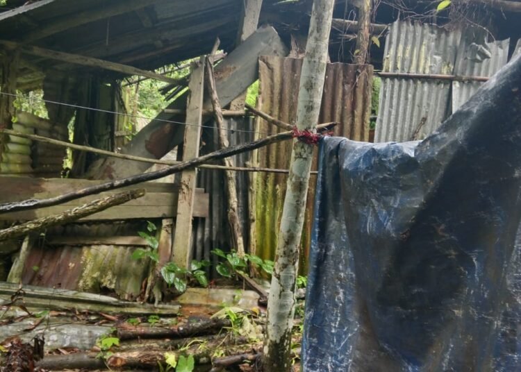 কাপ্তাইয়ের চিৎমরমে হাতির আক্রমণে ক্ষতিগ্রস্ত বাড়িঘর ও ফসলি জমির চিত্র।