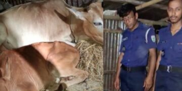 কুলাউড়ায় টহলকালে মালিকবিহীন ৩ গরু উদ্ধার