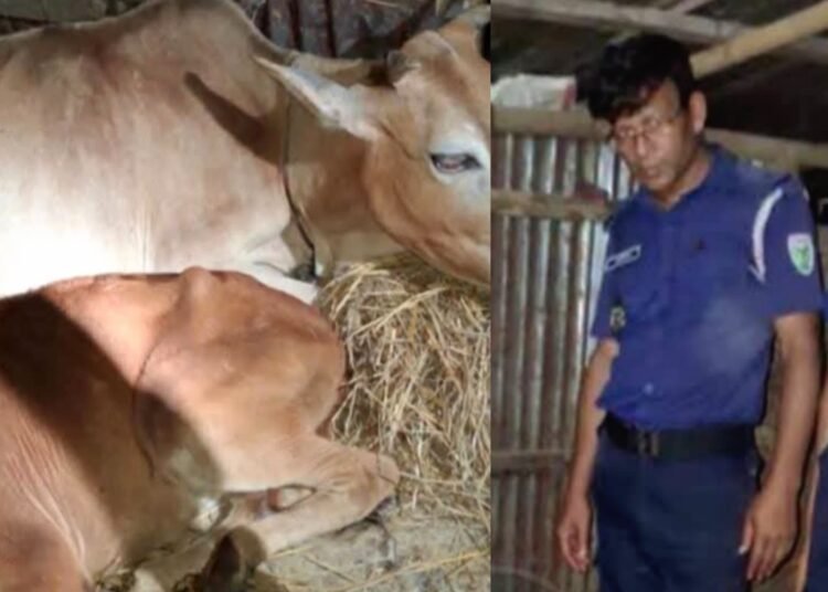 কুলাউড়ায় টহলকালে মালিকবিহীন ৩ গরু উদ্ধার