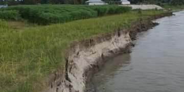 গোপালপুরে যমুনার ভাঙনে বিলীন বসতভিটা-আবাদি জমি
