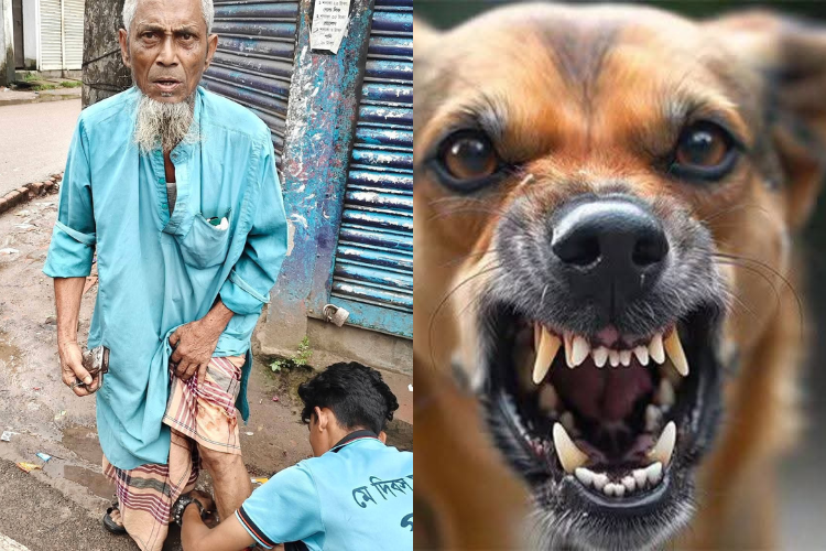 গৌরীপুরে পাগলা কুকুরের তাণ্ডব, আতঙ্কে জনসাধারণ