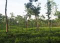চা শিল্পে বড় পরিকল্পনা,উৎপাদন লক্ষ্যমাত্রা ১১.৫ কোটি কেজি