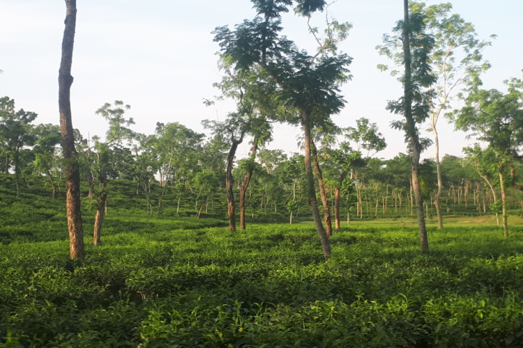 চা শিল্পে বড় পরিকল্পনা,উৎপাদন লক্ষ্যমাত্রা ১১.৫ কোটি কেজি