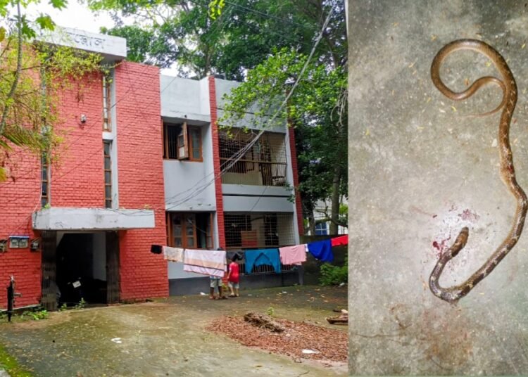 চরভদ্রাসনের অফিসার্স কোয়ার্টারে সাপের উপদ্রব