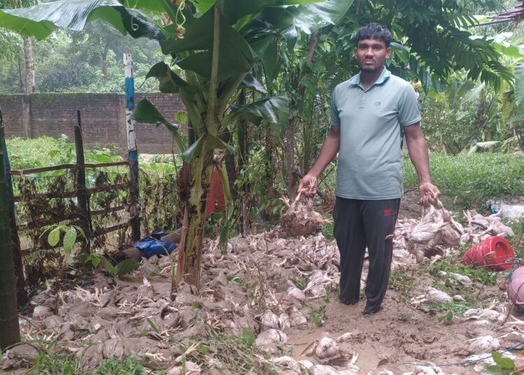 টানা বর্ষণে প্লাবিত বাঙ্গালহালিয়া দেড় হাজার মুরগি পানির নিচে