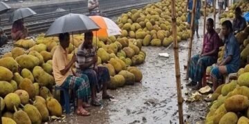 টানা বৃষ্টিতে বিপর্যস্ত হয়ে পড়েছে সিরাজগঞ্জের উল্লাপাড়ার জনজীবন