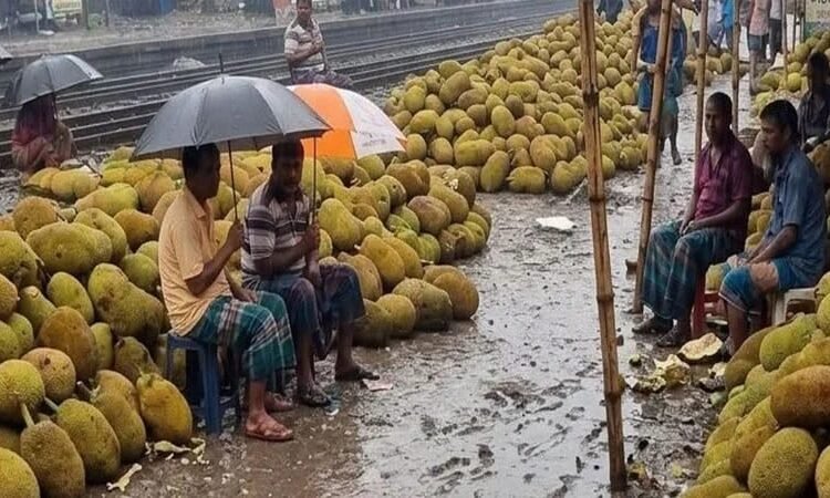 টানা বৃষ্টিতে বিপর্যস্ত হয়ে পড়েছে সিরাজগঞ্জের উল্লাপাড়ার জনজীবন