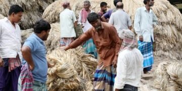 পাটের দামে খুশি রাজশাহীর কৃষক 