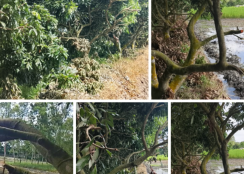পীরগাছায় গাছের ডালপালা কাটার, প্রতিবাদ করায় মারধর, পাঁচজনের বিরুদ্ধে অভিযোগ