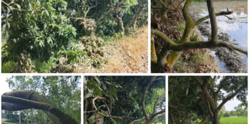 পীরগাছায় গাছের ডালপালা কাটার, প্রতিবাদ করায় মারধর, পাঁচজনের বিরুদ্ধে অভিযোগ