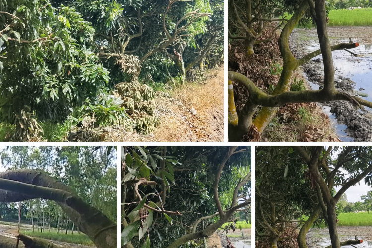 পীরগাছায় গাছের ডালপালা কাটার, প্রতিবাদ করায় মারধর, পাঁচজনের বিরুদ্ধে অভিযোগ