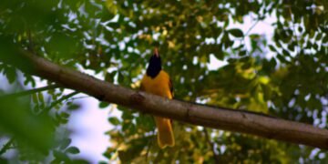 বিলুপ্তির পথে হলুদিয়া পাখি
