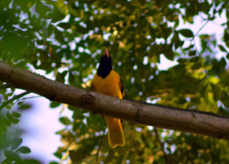 বিলুপ্তির পথে হলুদিয়া পাখি