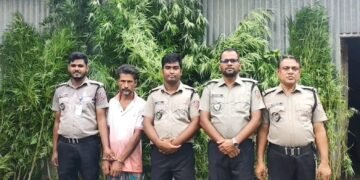 ভূঞাপুরে বাড়ির আঙিনা থেকে ১১ টি গাঁজা গাছ উদ্ধার!
