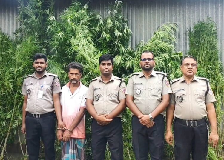 ভূঞাপুরে বাড়ির আঙিনা থেকে ১১ টি গাঁজা গাছ উদ্ধার!